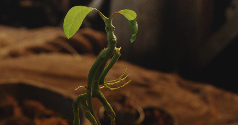 ¿Qué planta mágica eres?